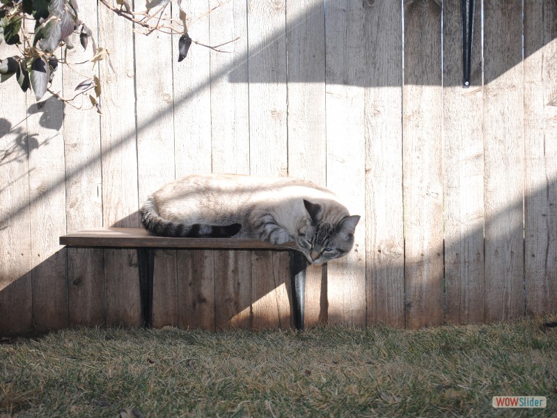 Le Chateau Pet Resort Best pet hotel Amarillo and Wichita Falls